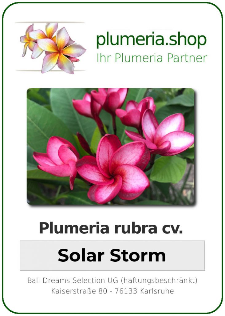 Plumeria rubra "Solar Storm"