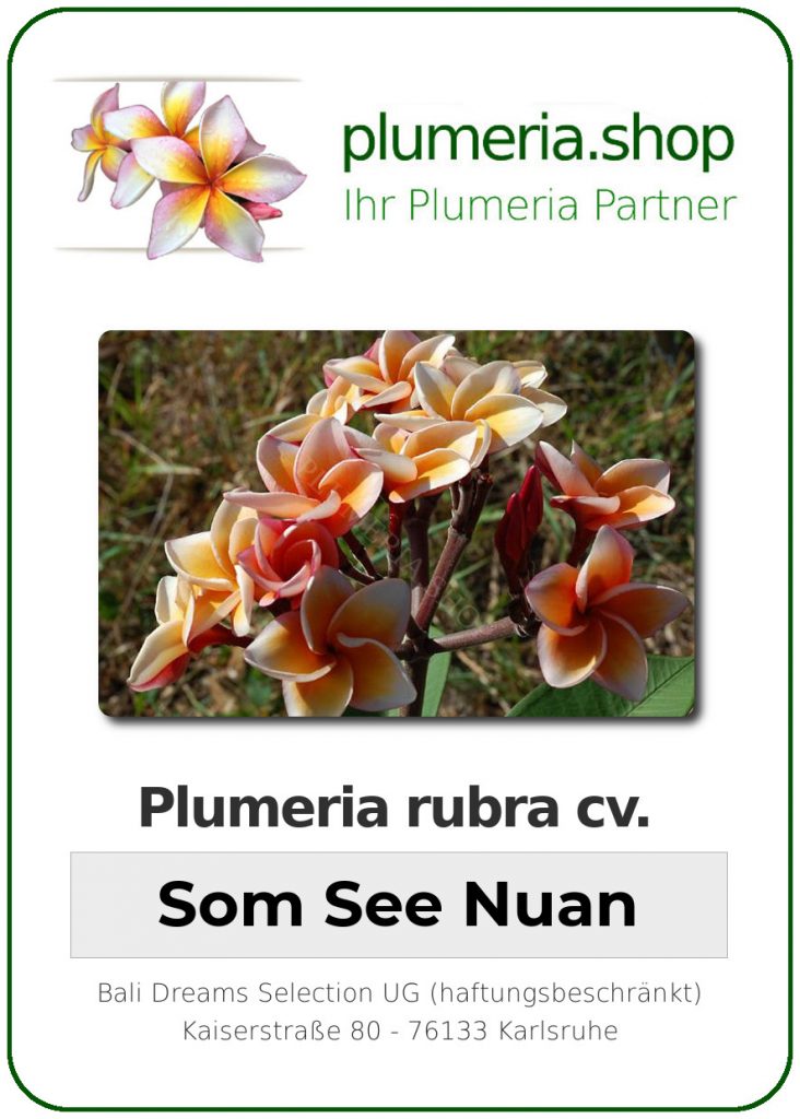 Plumeria rubra "Som See Nuan"