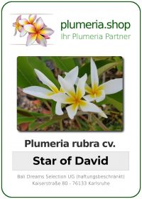 Plumeria rubra - "Star of David"