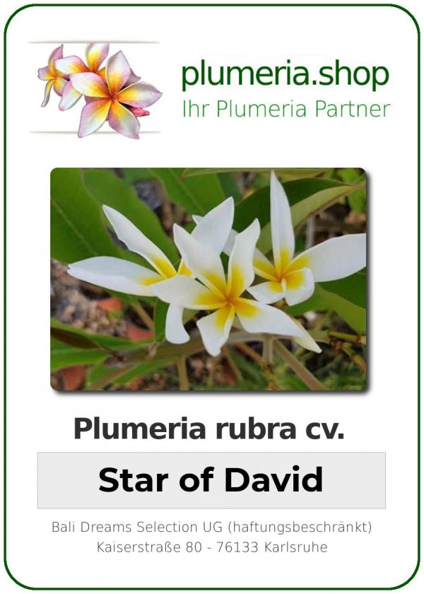 Plumeria rubra - "Star of David"