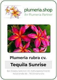 Plumeria rubra - "Tequila Sunrise"