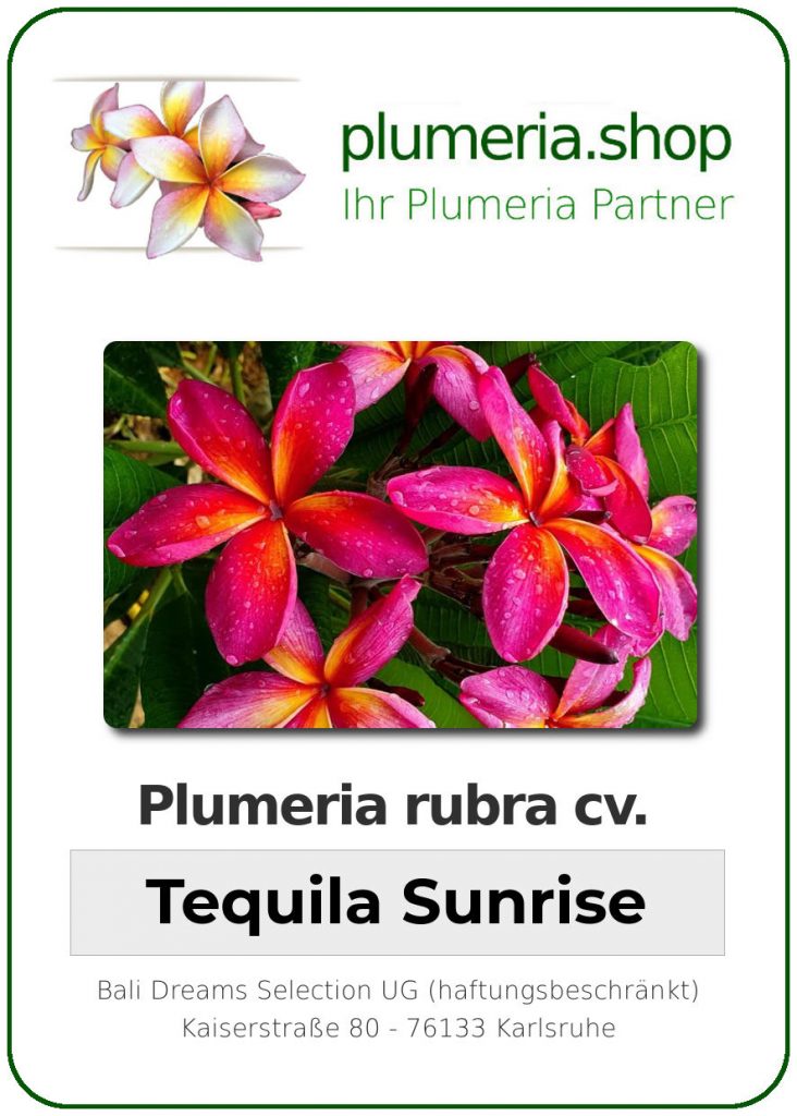 Plumeria rubra "Tequila Sunrise"