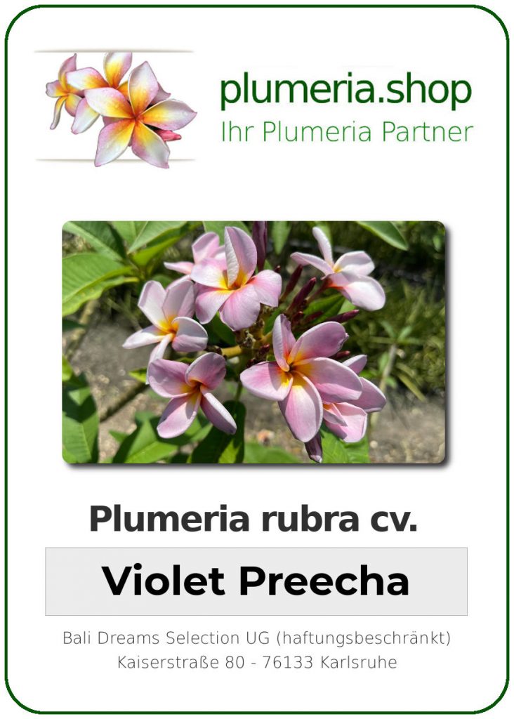 Plumeria rubra "Violet Preecha"