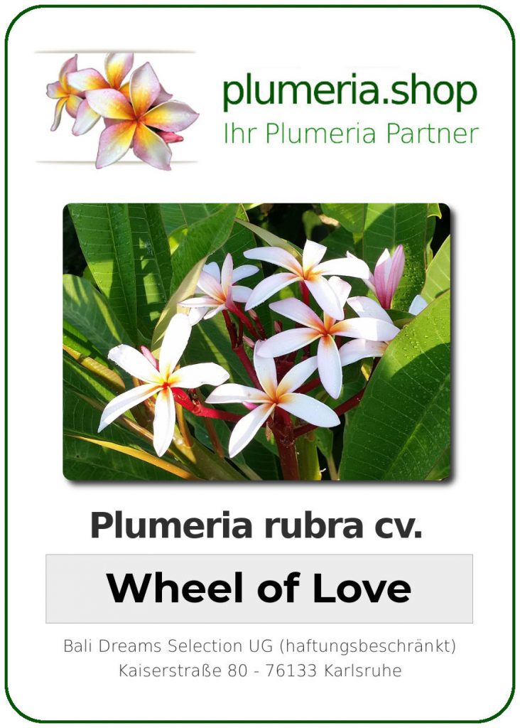 Plumeria rubra "KJ Wheel of Love"