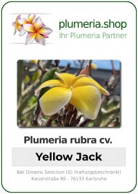 Plumeria rubra - "Yellow Jack"