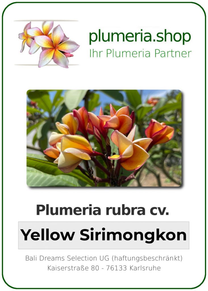Plumeria rubra cv. "Yellow Sirimongkon" - unbewurzelter Steckling