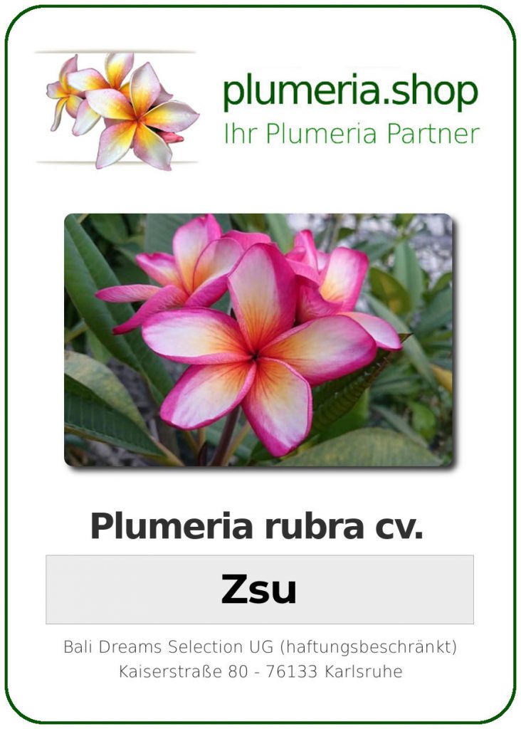 Plumeria rubra "KJ Zsu"