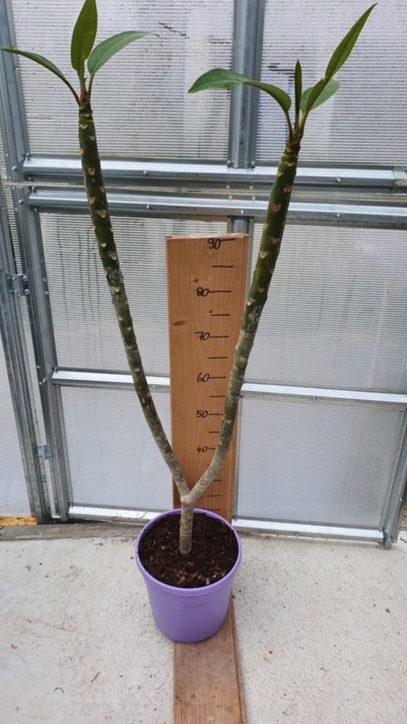 Plumeria rubra "Ken's White" - große Pflanze