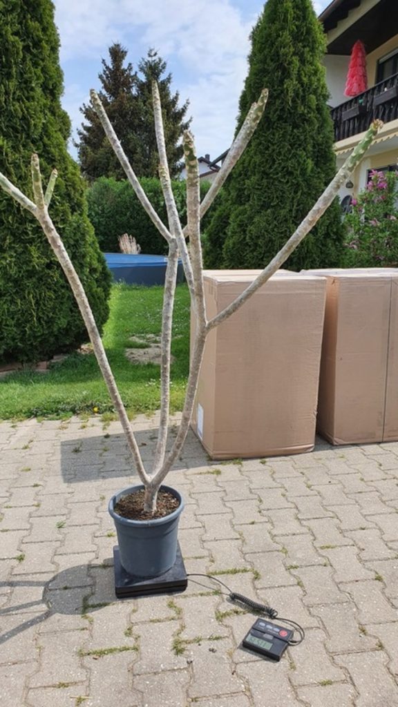 Plumeria rubra große Pflanze, Sorte unbekannt