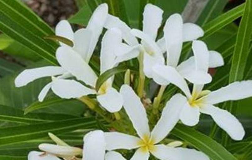 Plumeria Hybrid "Cubensis"