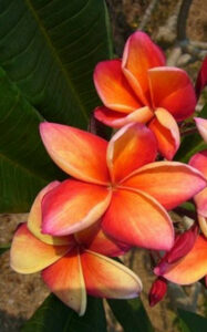 Plumeria rubra "Firestorm"