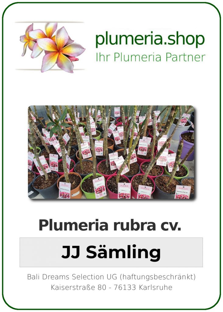 Plumeria rubra "???" - JJ Sämling