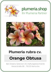 Plumeria obtusa - "Orange Obutsa"