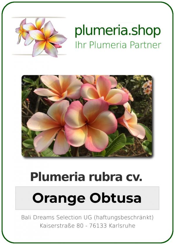 Plumeria obtusa - "Orange Obutsa"