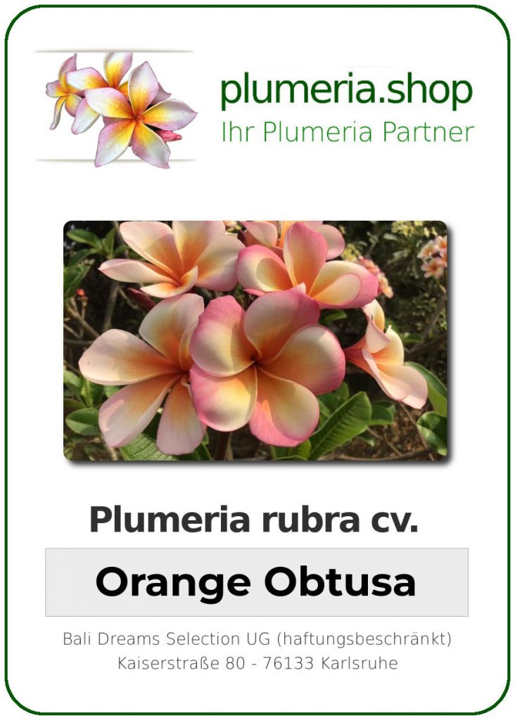 Plumeria obtusa "Orange Obtusa"
