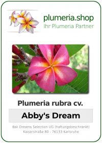 Plumeria rubra - "Abbys Dream"