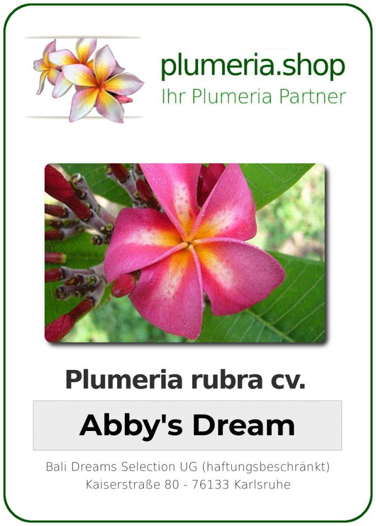 Plumeria rubra "Abby's Dream"