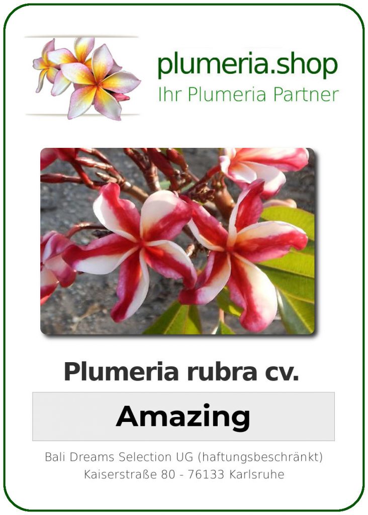 Plumeria rubra "Amazing"