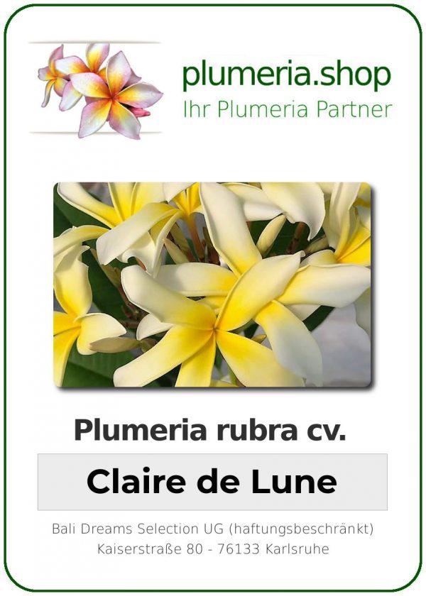 Plumeria rubra - &quot;Clair de Lune&quot;