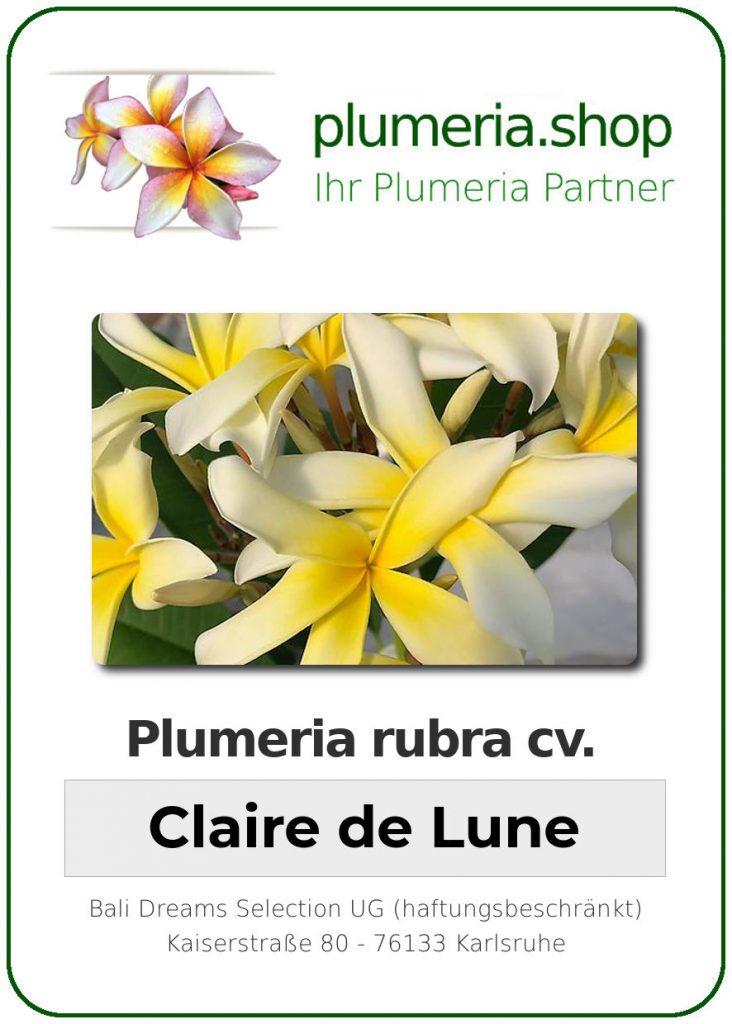 Plumeria rubra "Clair de Lune"