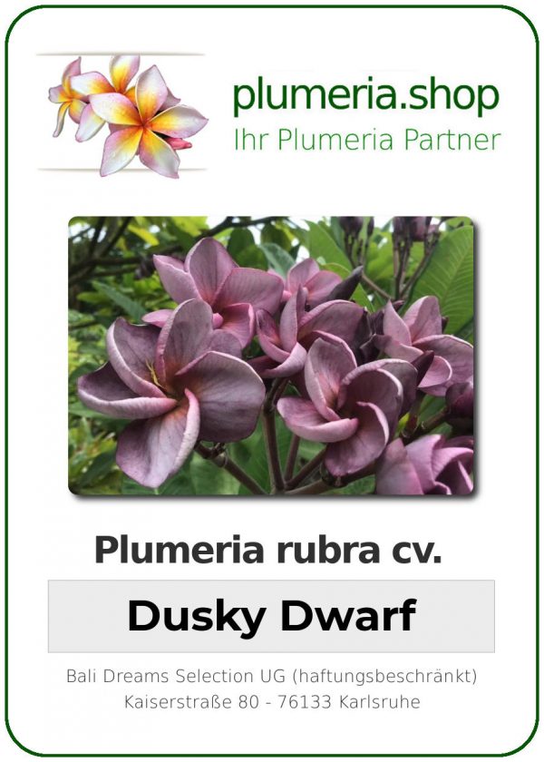 Plumeria rubra - &quot;Dusky Dwarf&quot;