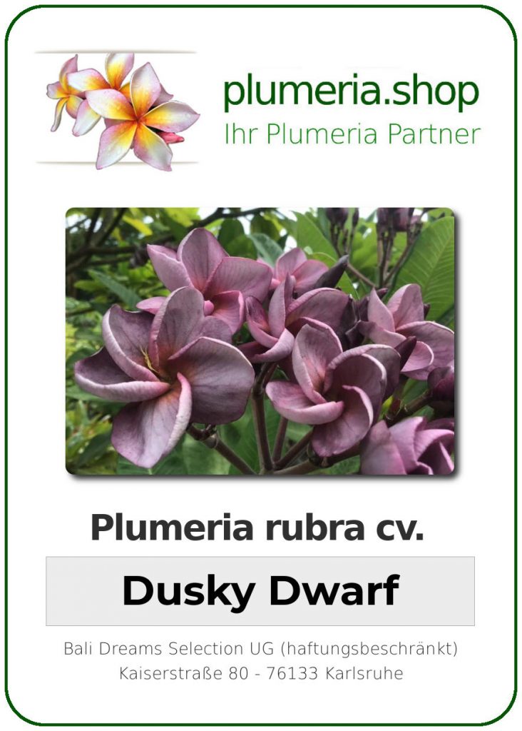 Plumeria rubra "Dusky Dwarf"