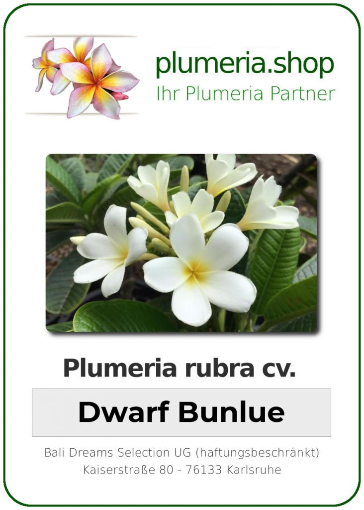 Plumeria rubra "Dwarf Bunlue"