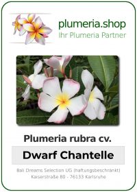 Plumeria rubra - "Dwarf Chantelle"