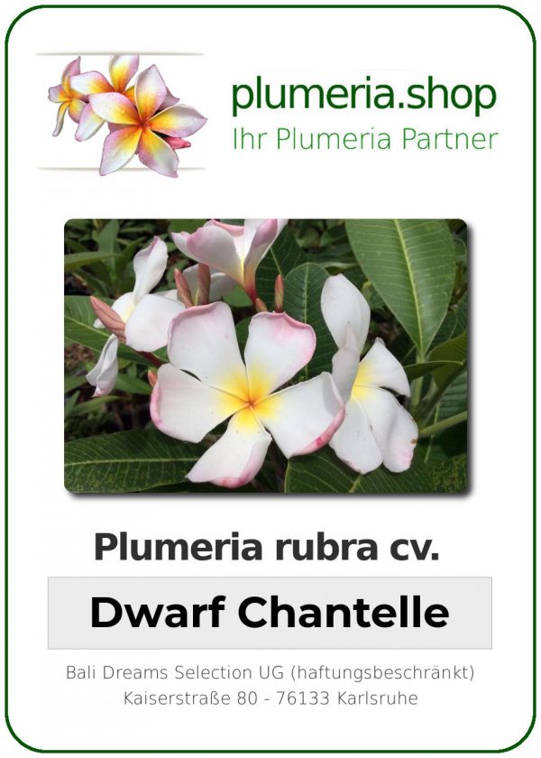Plumeria rubra - &quot;Dwarf Chantelle&quot;