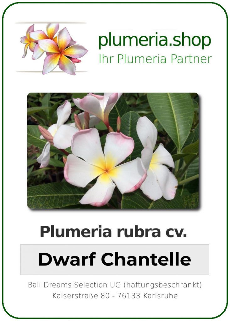 Plumeria rubra "Dwarf Chantelle"
