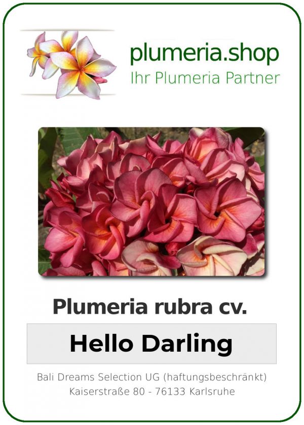 Plumeria rubra - "Dwarf Hello Darling"
