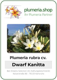 Plumeria rubra - "Dwarf Kanitta"