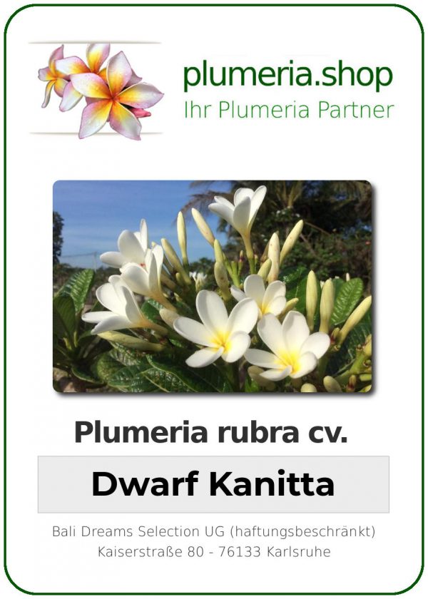 Plumeria rubra - &quot;Dwarf Kanitta&quot;