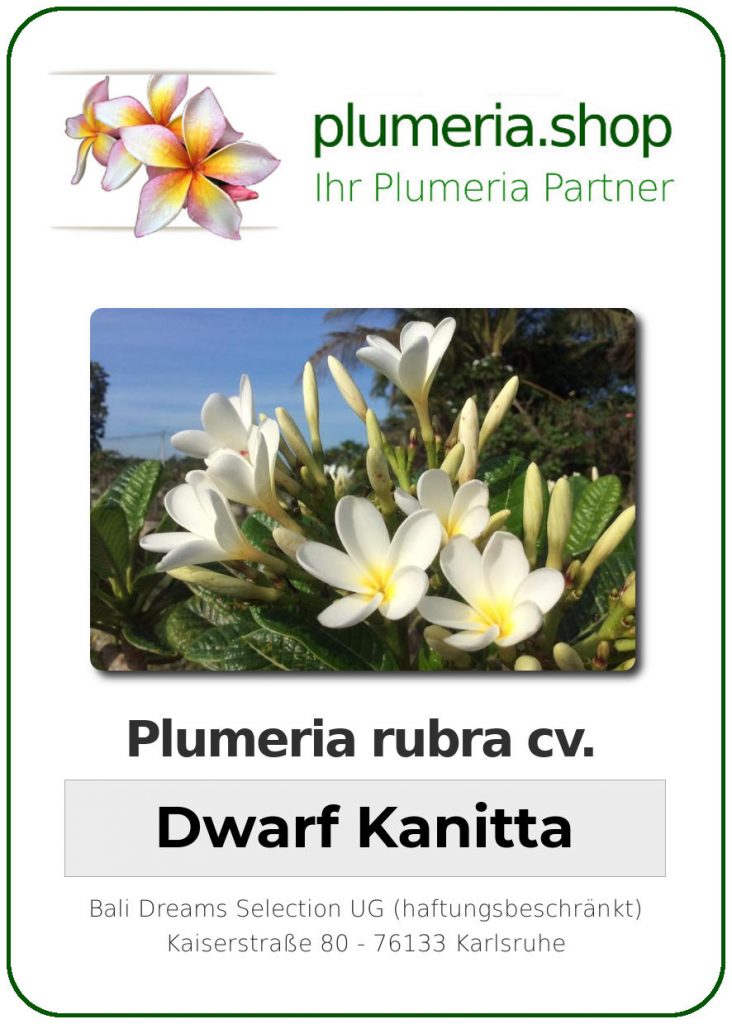 Plumeria rubra "Dwarf Kanitta"