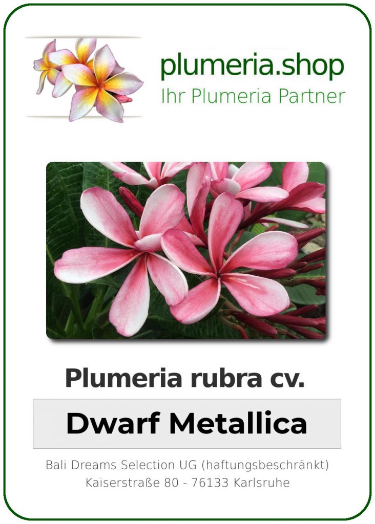 Plumeria rubra "Dwarf Metallica"