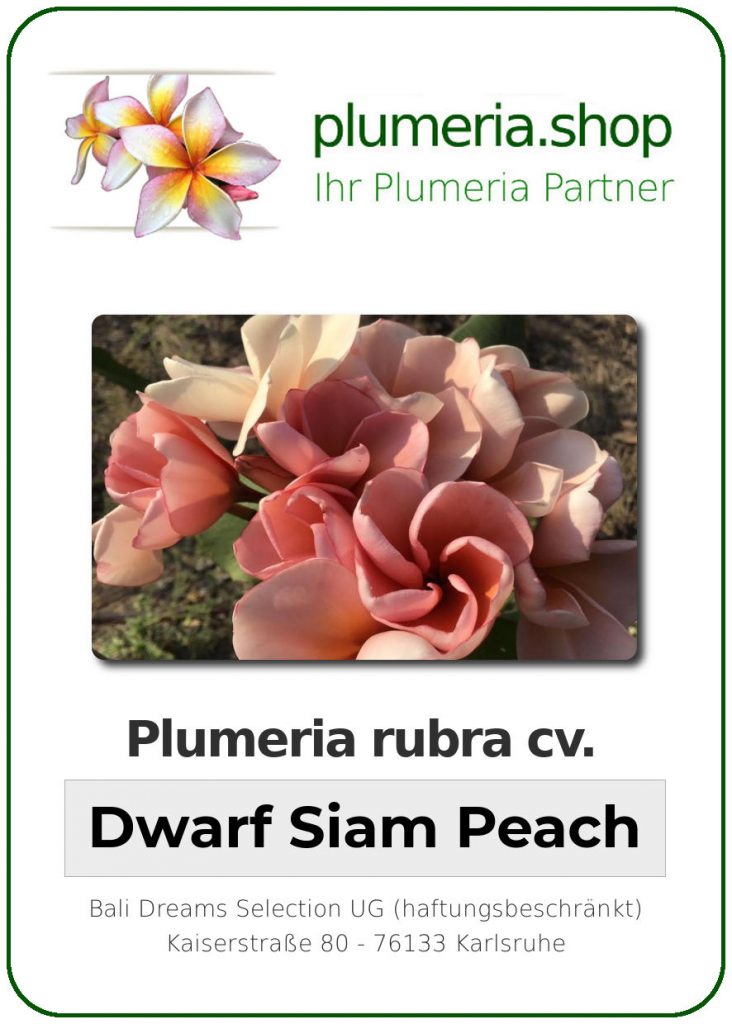 Plumeria rubra "Dwarf Siam Peach"