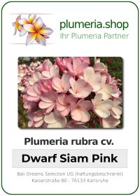 Plumeria rubra - "Dwarf Siam Pink"