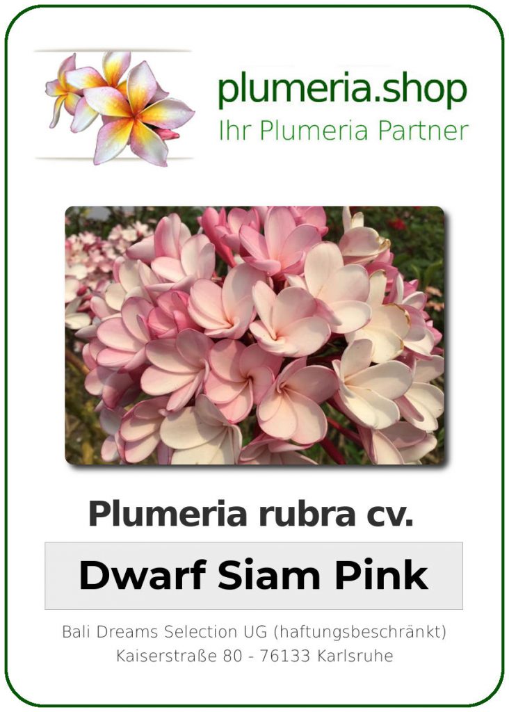 Plumeria rubra "Dwarf Siam Pink"