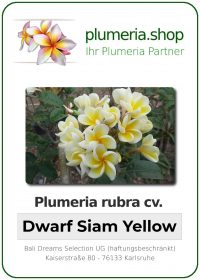 Plumeria rubra - "Dwarf Siam Yellow"