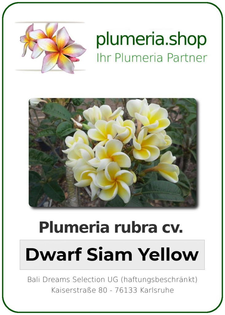Plumeria rubra "Dwarf Siam Yellow"