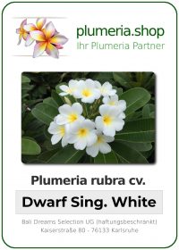 Plumeria rubra - "Dwarf Singapore White"