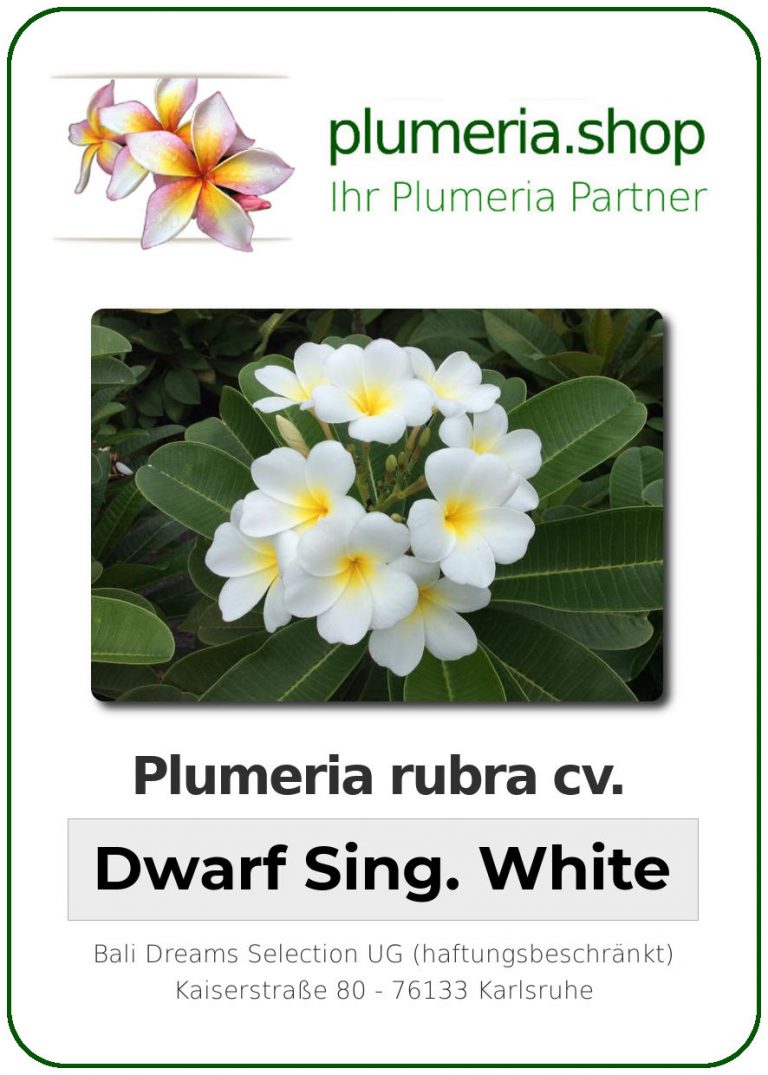Plumeria rubra “Dwarf Singapore White” Plumeria Shop Ihr Partner