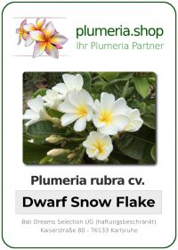 Plumeria rubra - "Dwarf Snow Flake"