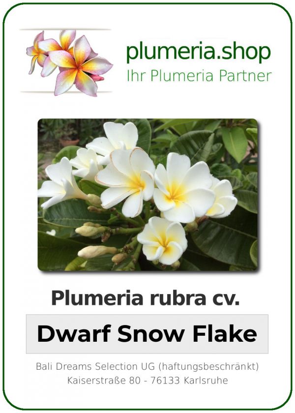 Plumeria rubra - &quot;Dwarf Snow Flake&quot;