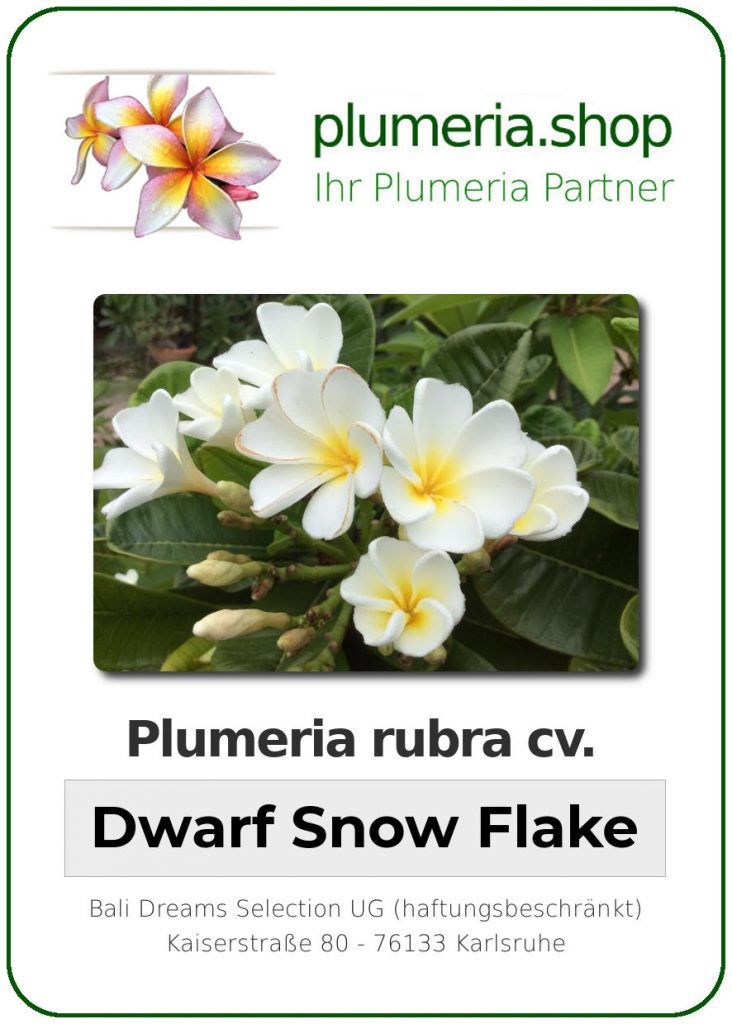 Plumeria rubra "Dwarf Snow Flake"