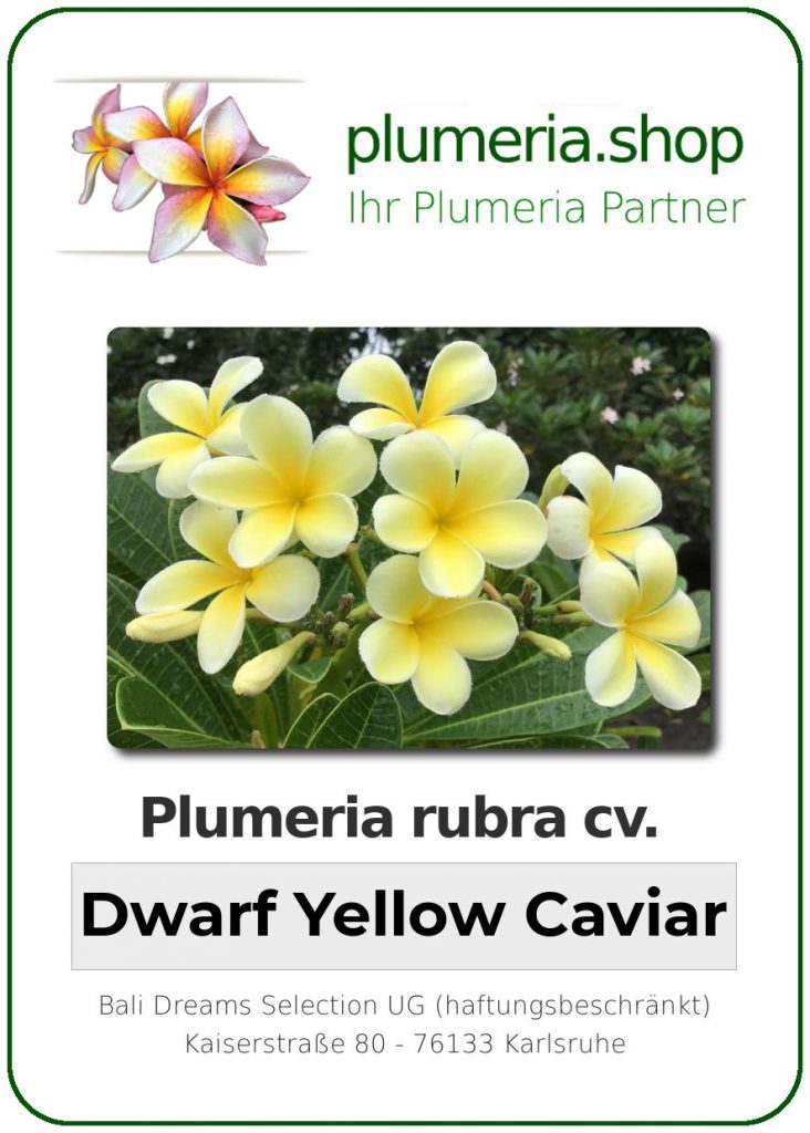 Plumeria rubra "Dwarf Yellow Caviar"