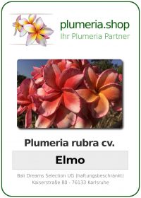 Plumeria rubra - "Elmo"