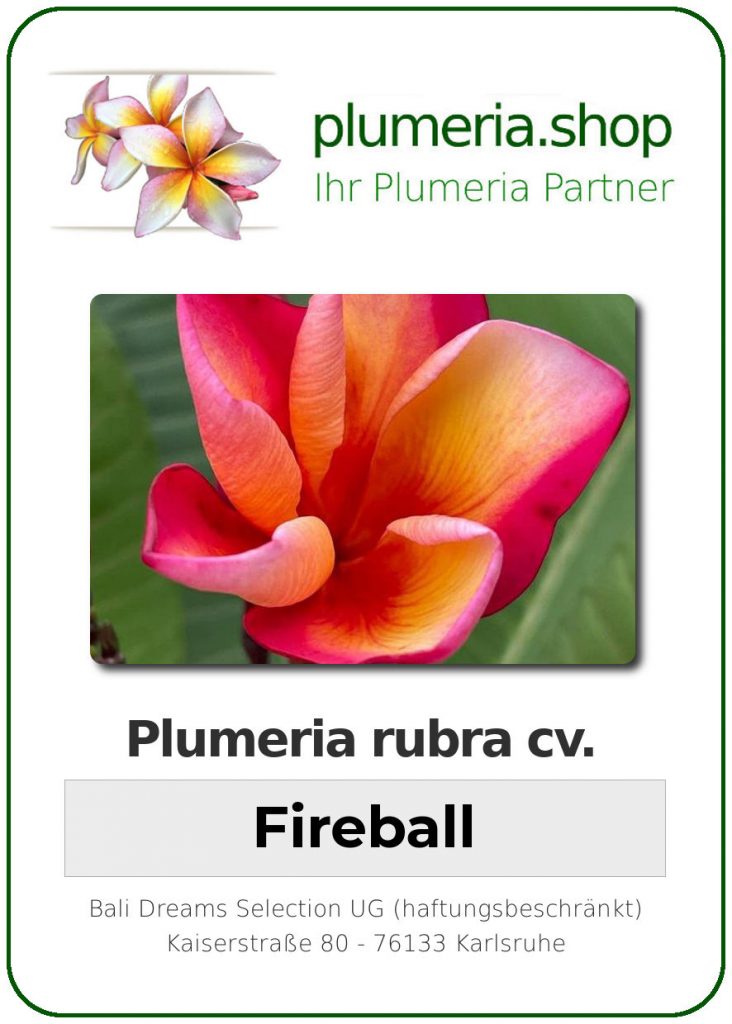 Plumeria rubra "Fireball"