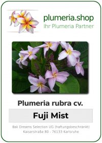 Plumeria rubra - "Fuji Mist"
