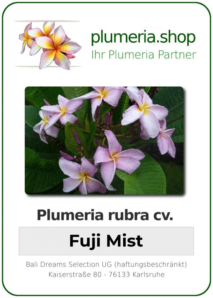 Plumeria rubra "Fuji Mist"